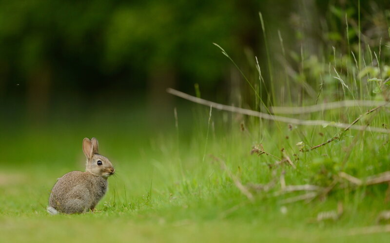 Rabbit in Grass — Green, Calm, Afternoon, Photograph, Trees