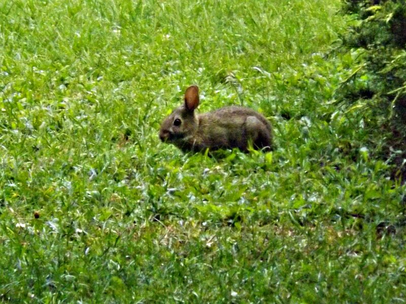 Rabbit in Grass — Green, Calm, Afternoon