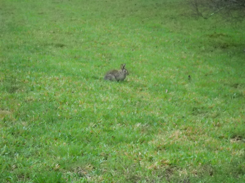 Rabbit in Grass — Green, Calm, Photograph
