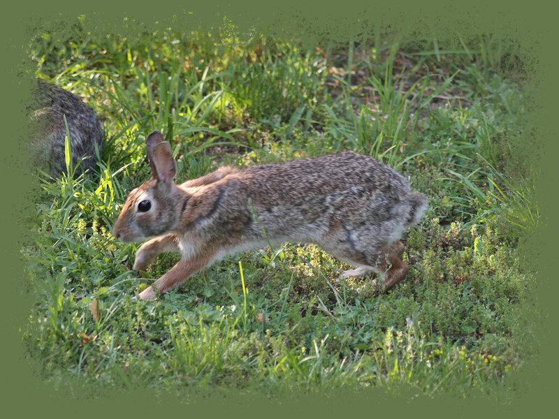 Rabbit in Grass — Green, Calm