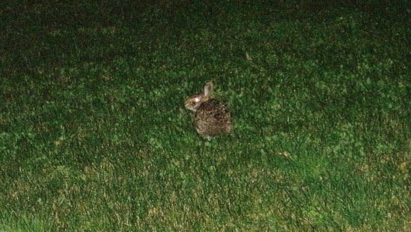 Rabbit in Grass — Green, Dark