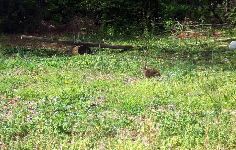 Rabbit in Grass — Green, Natural