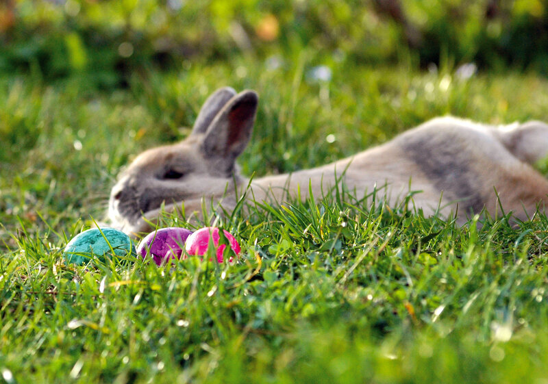 Rabbit in Grass — Green, Serene, Afternoon
