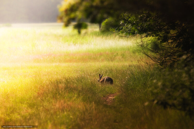 Rabbit in Grass — Green, Serene, Morning, Photograph, Tree