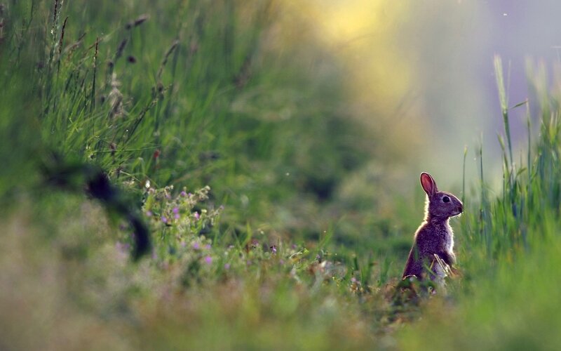 Rabbit in Grass — Green, Serene, Morning