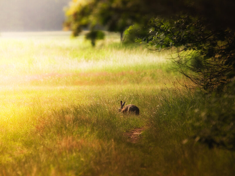 Rabbit in Grass — Green, Serene