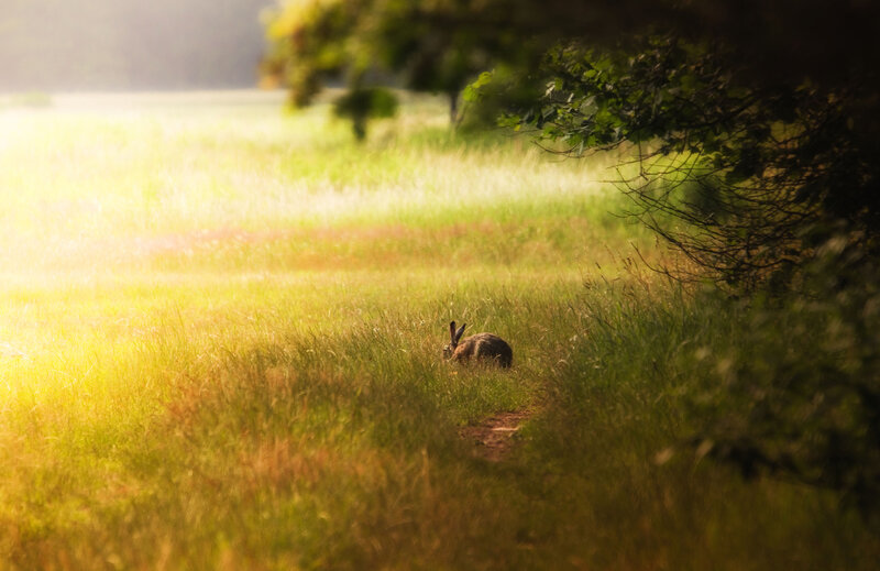 Rabbit in Grass — Green