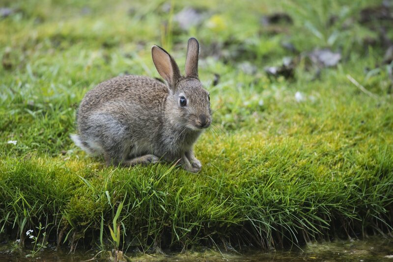 rabbit in grass near water