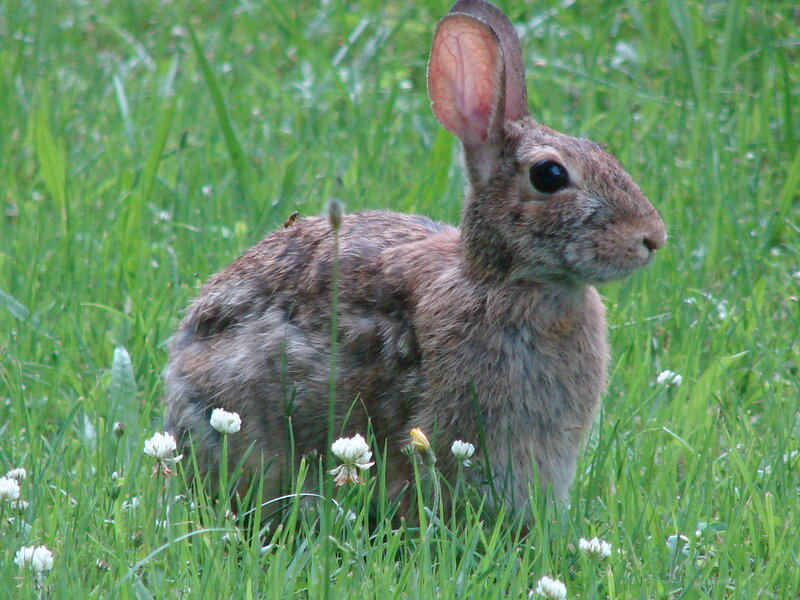 rabbit in grass with flowers