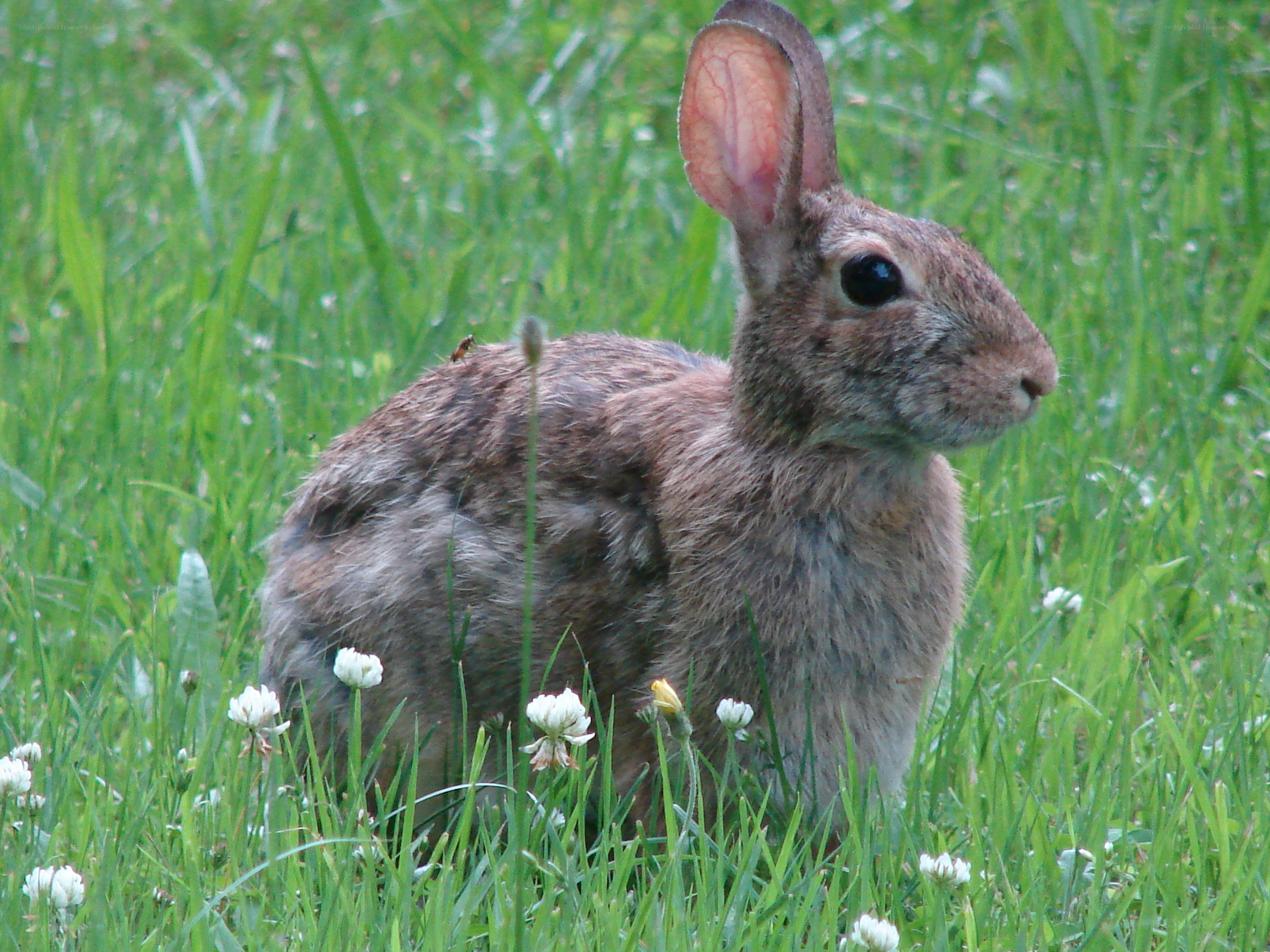 rabbit in grass with flowers