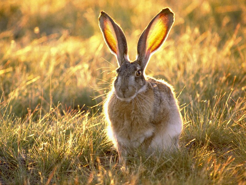 Rabbit in Grass — Yellow
