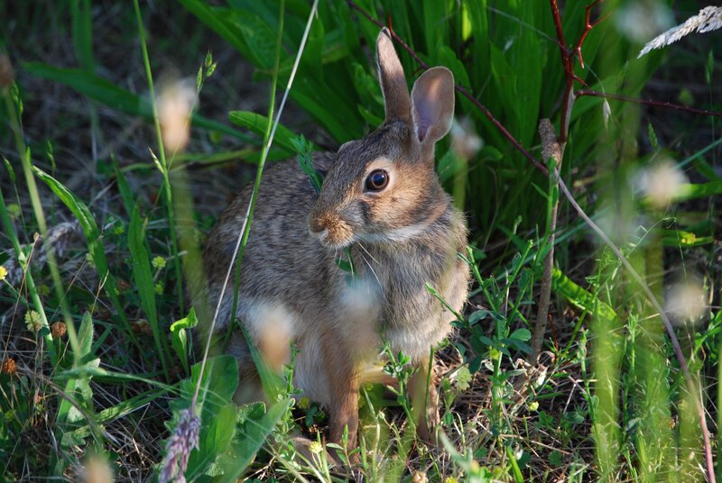 rabbit in green grass