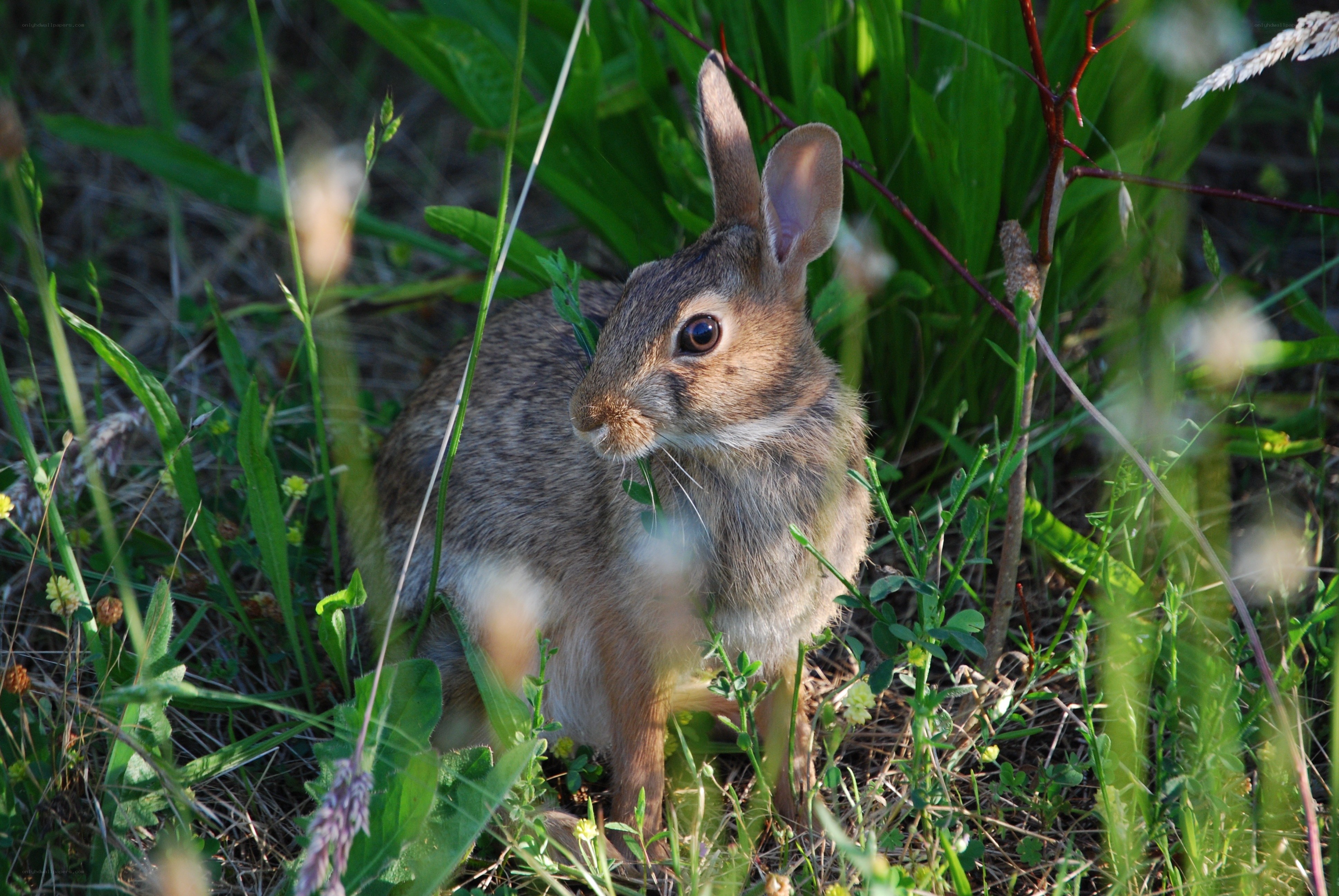 rabbit in green grass