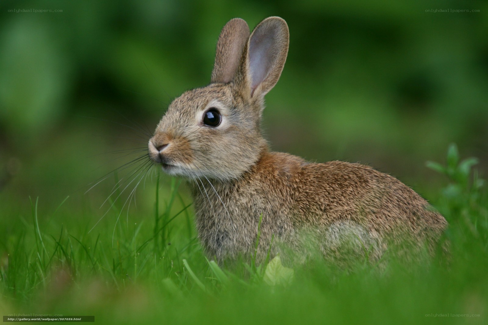 rabbit in green grass