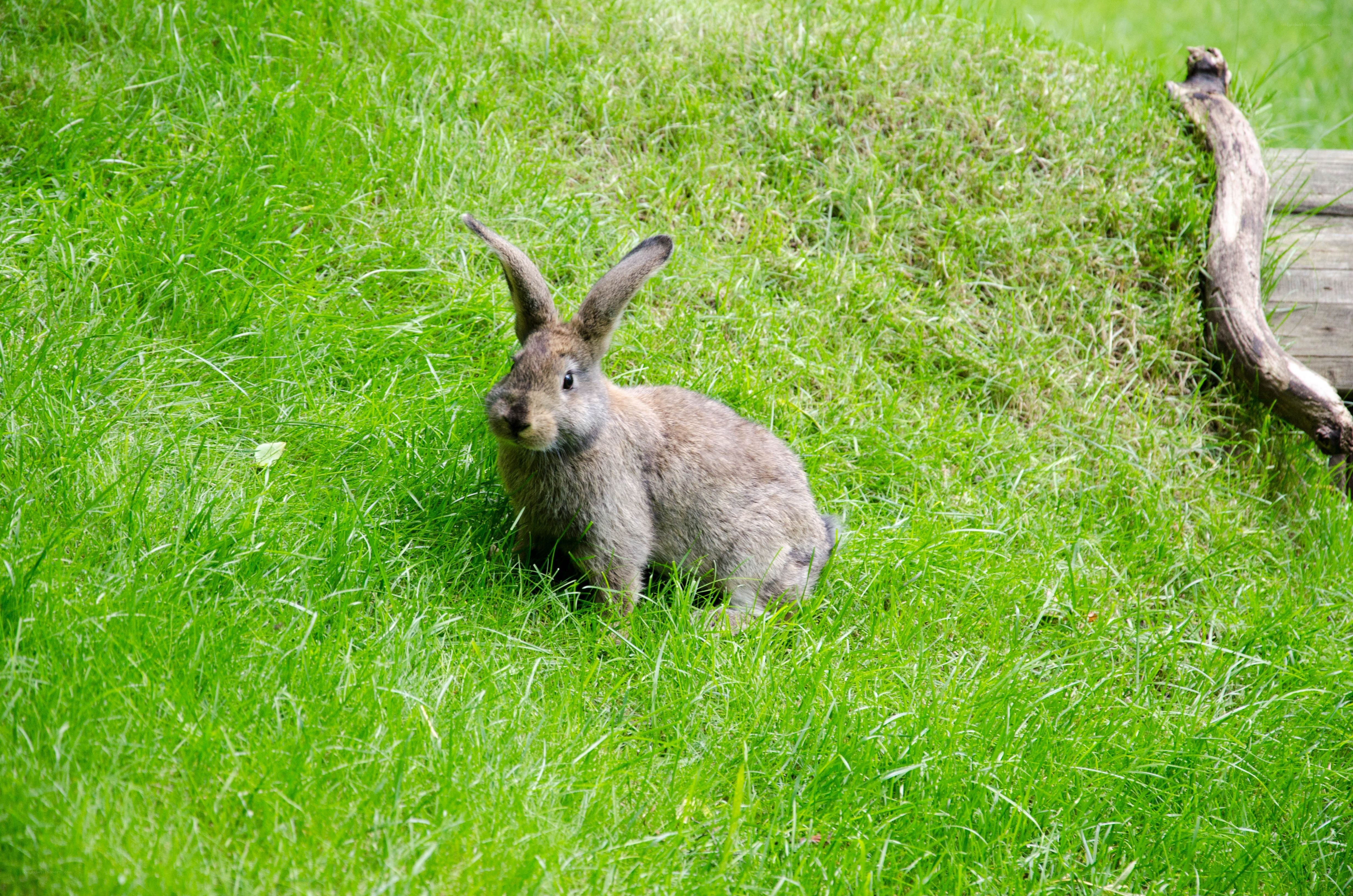 rabbit in green grass