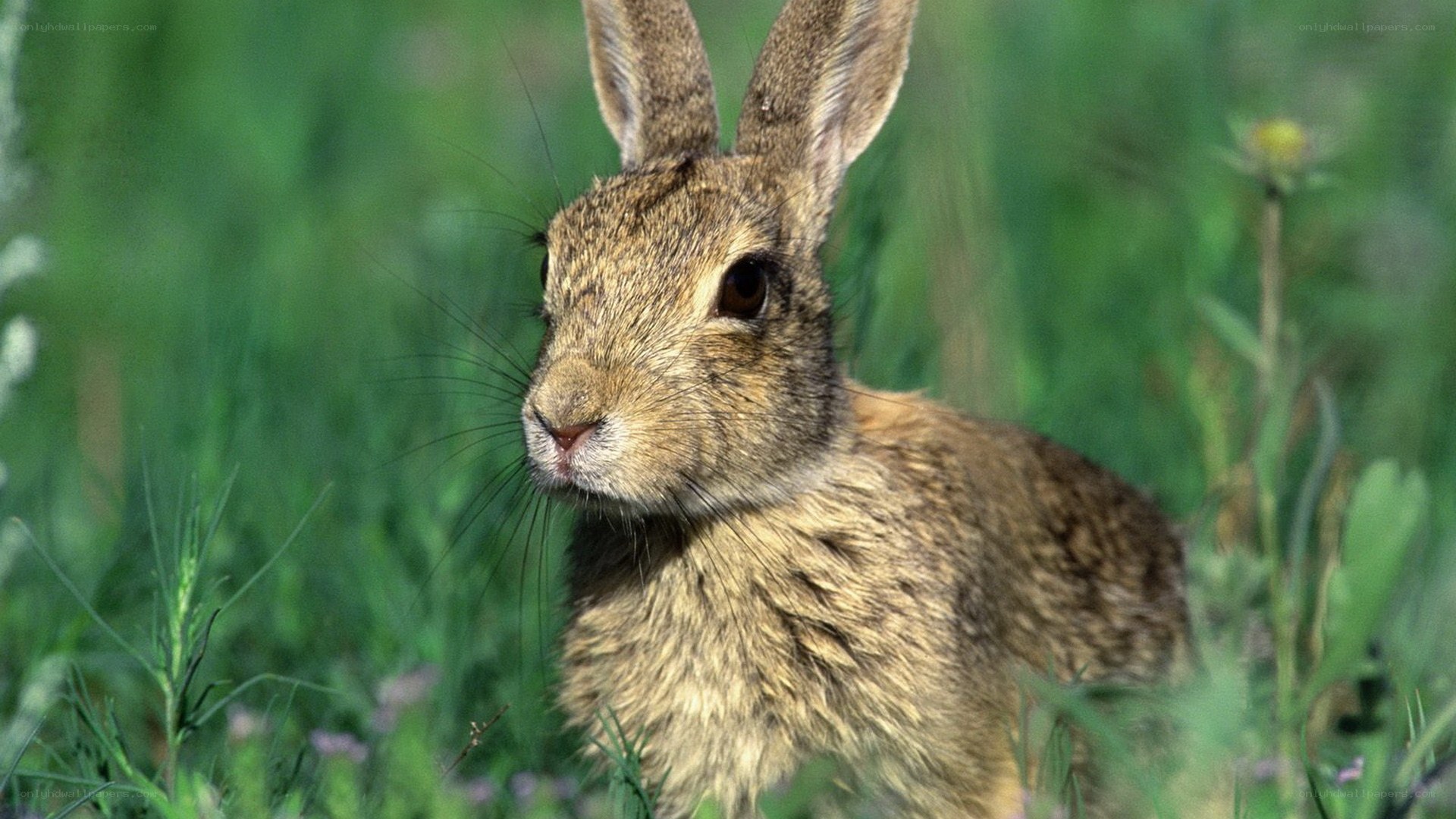 rabbit in green grass