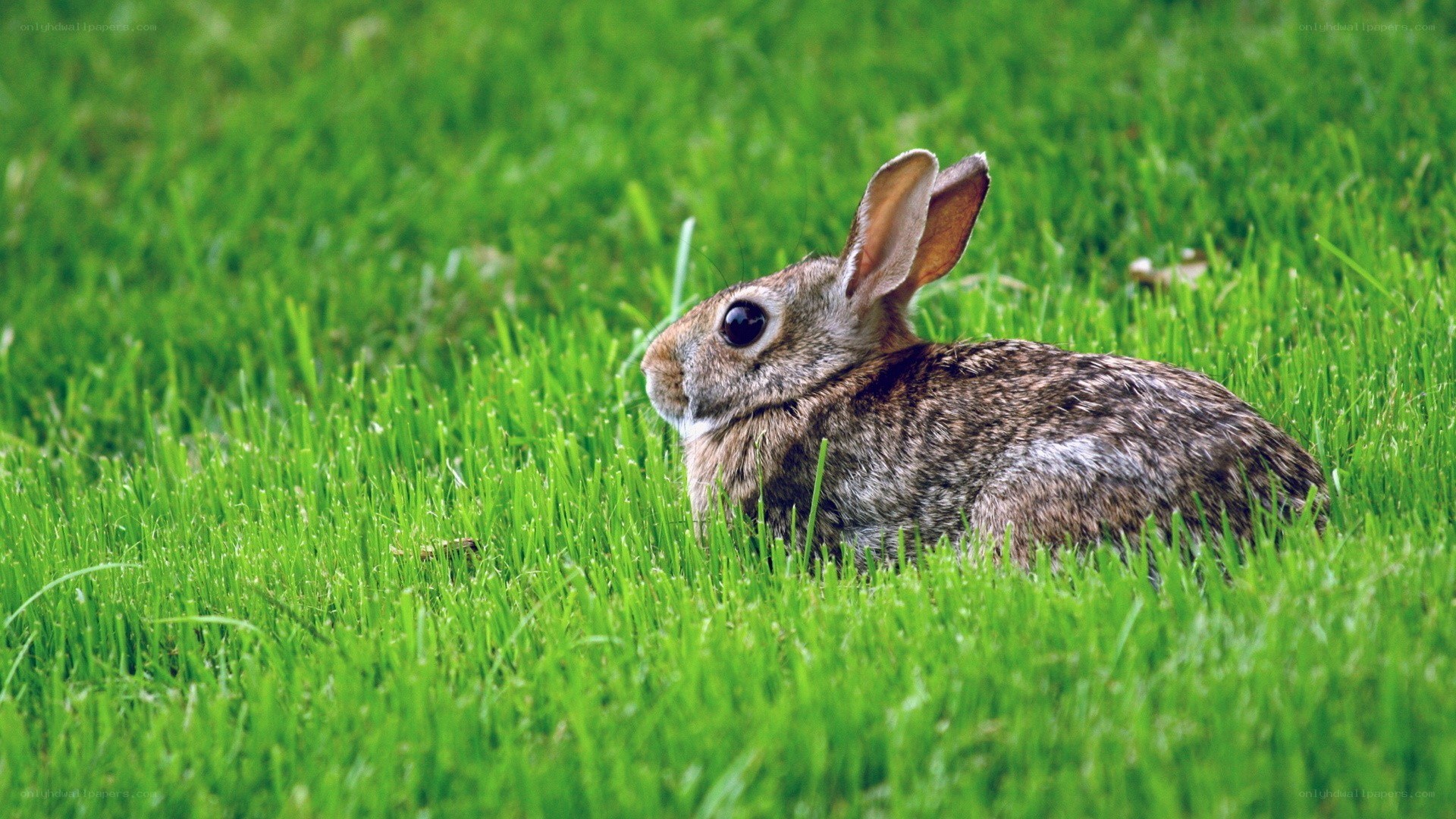 rabbit in green grass