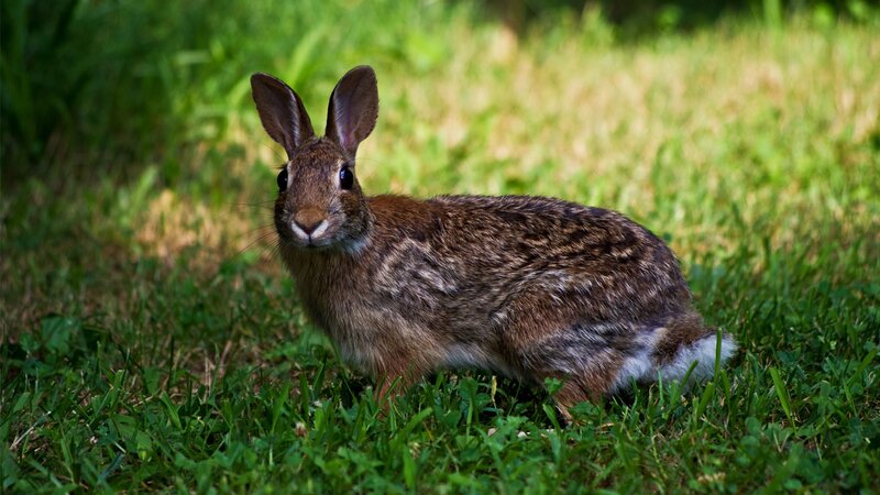 rabbit in green grass