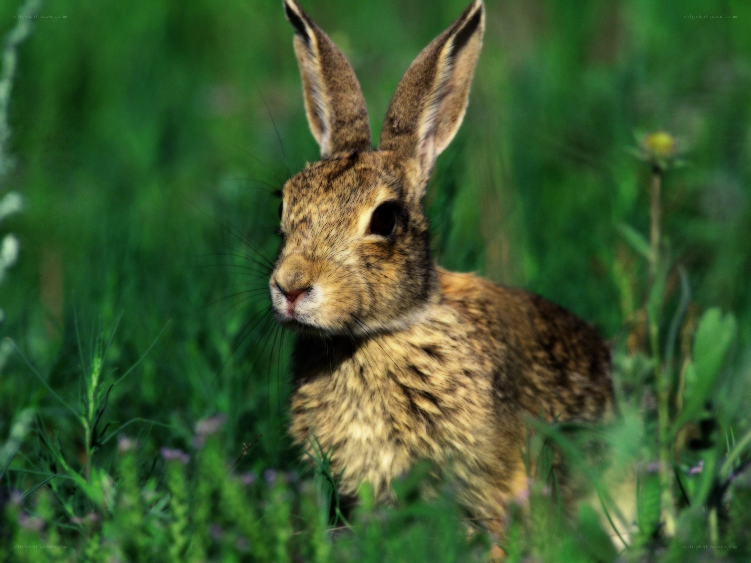 rabbit in green grass