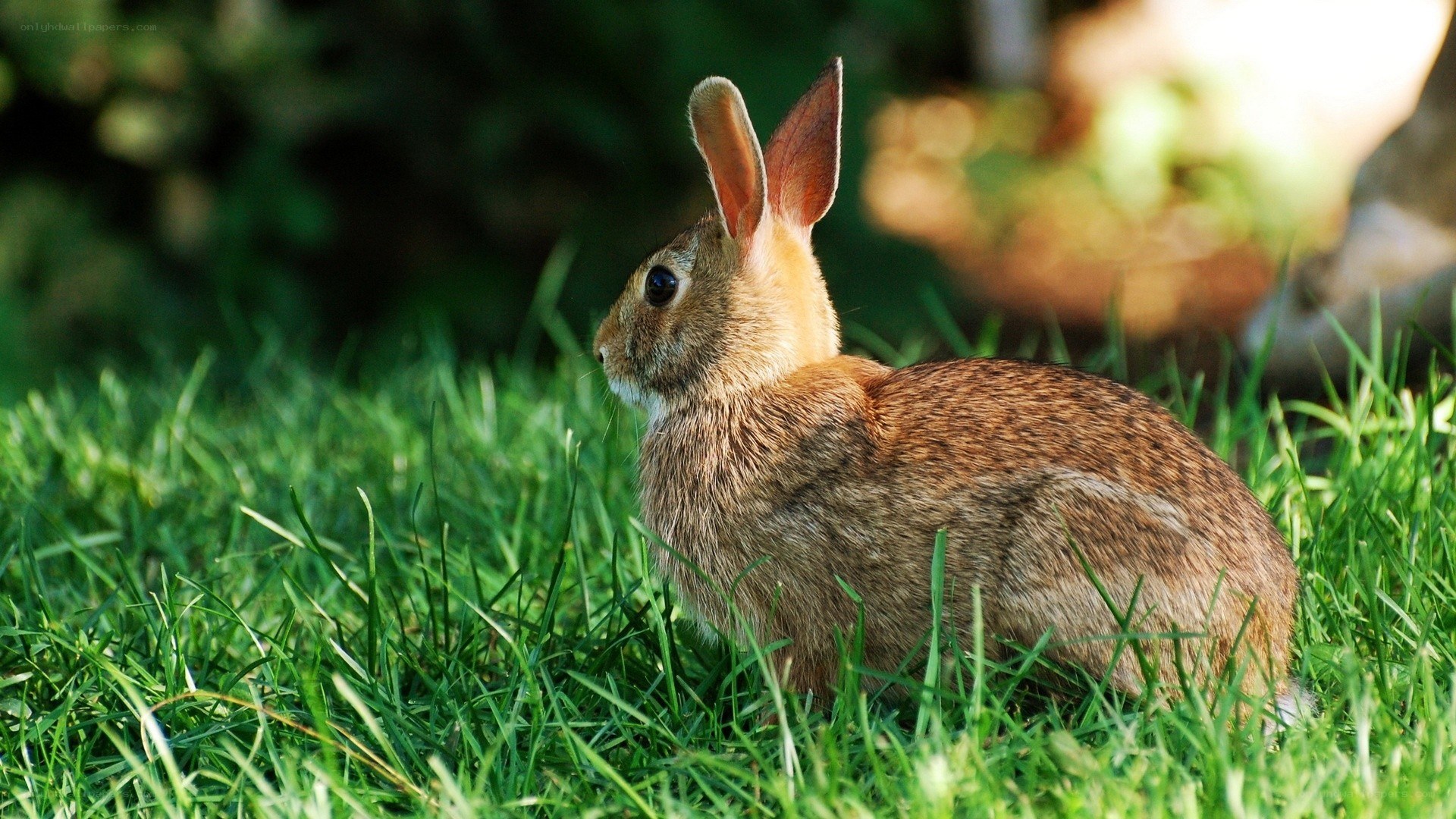 rabbit in green grass