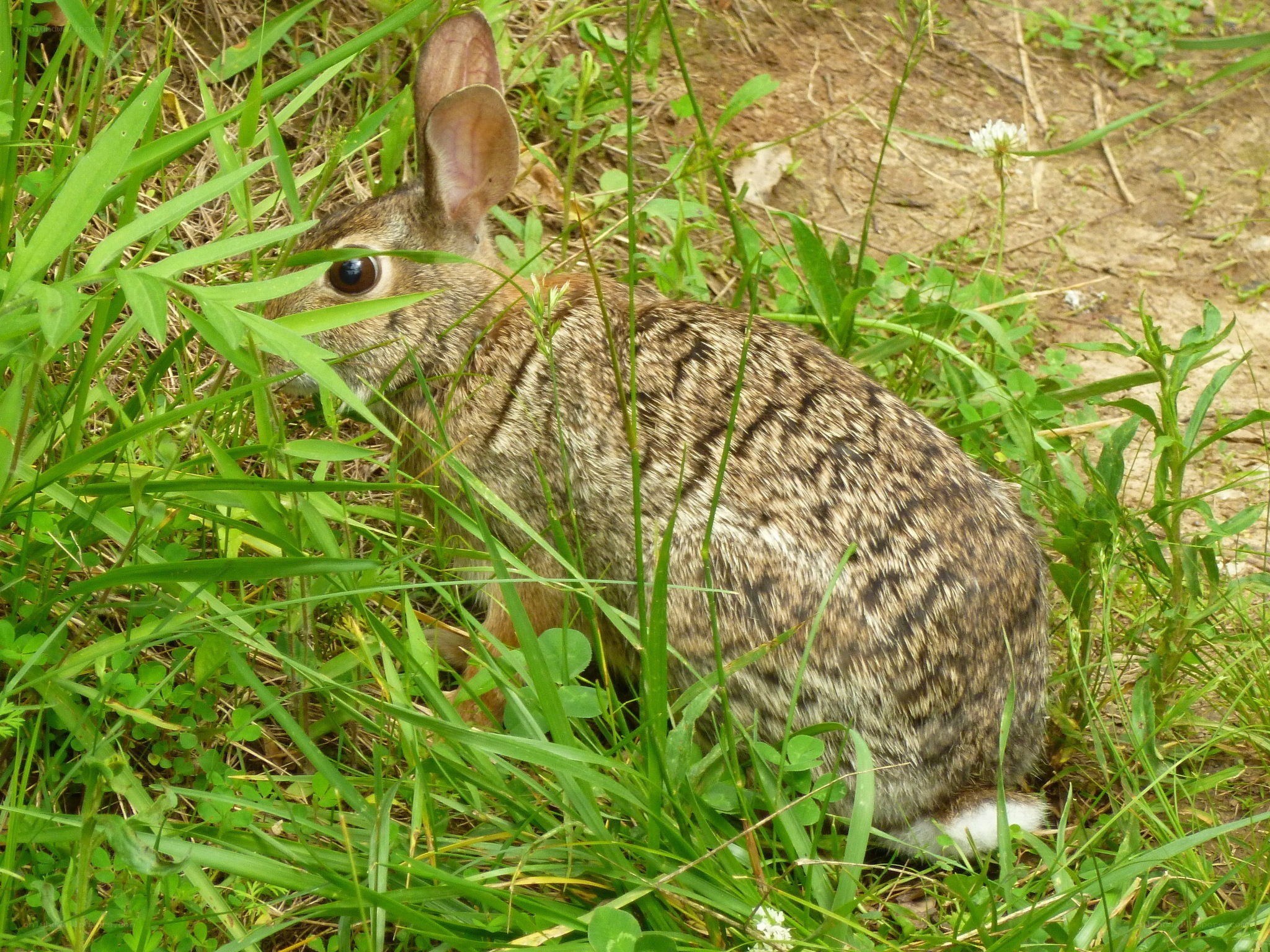 rabbit in green grass