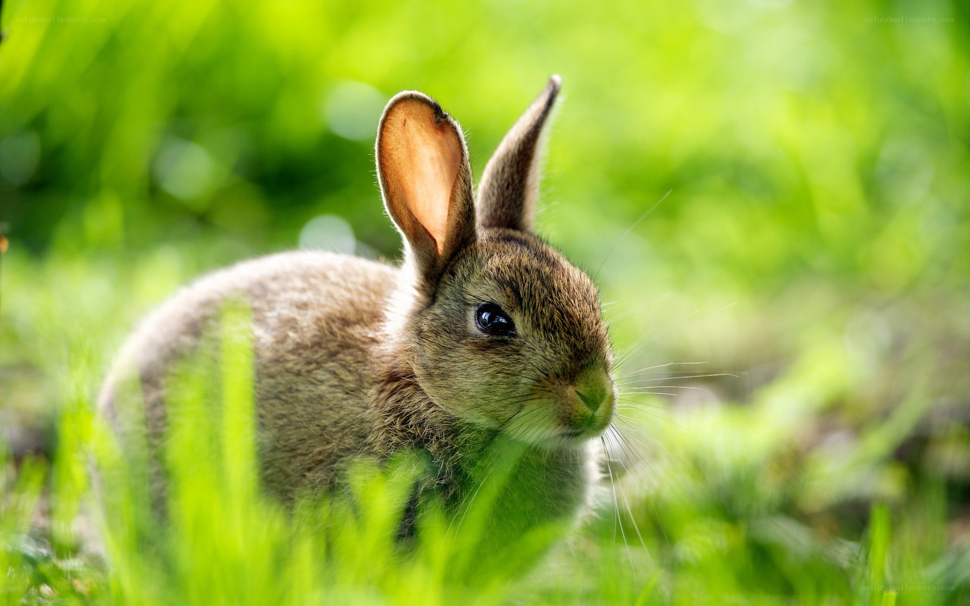 rabbit in green grass