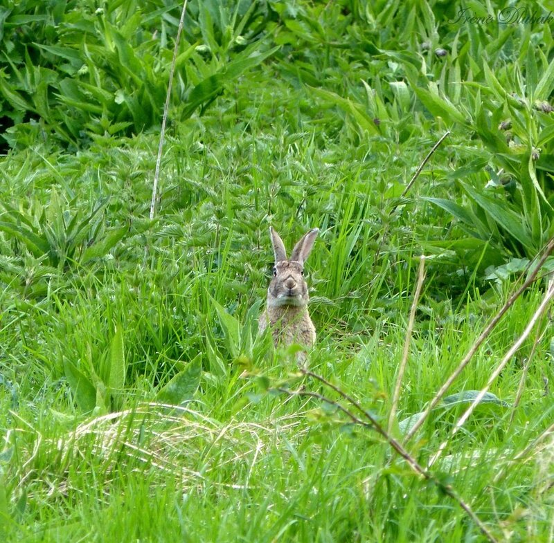 rabbit in green grass