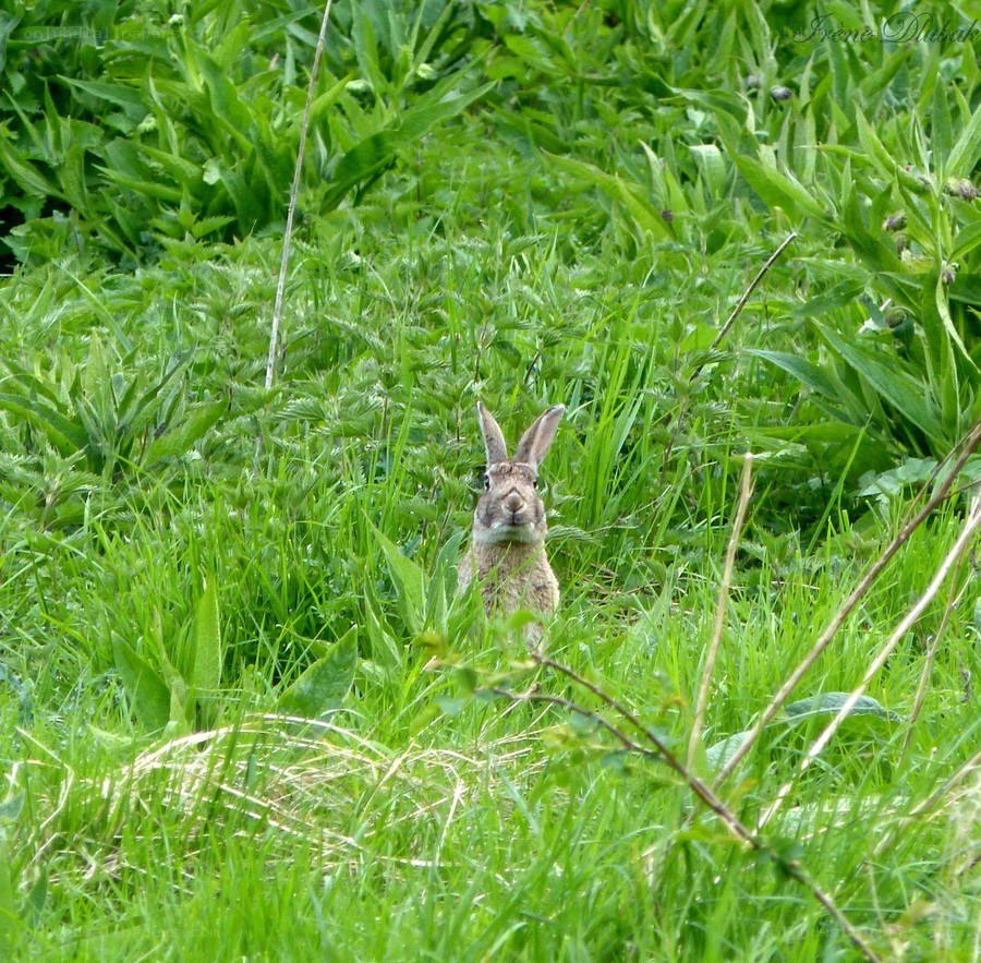 rabbit in green grass