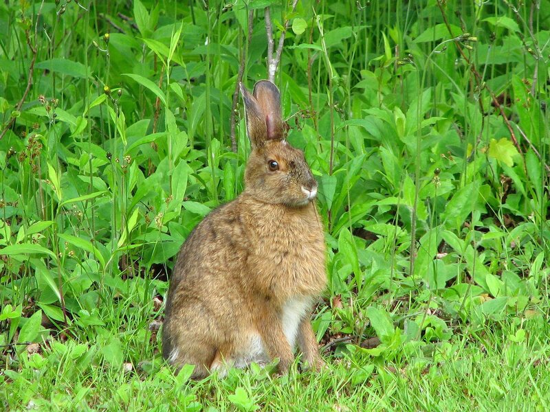 rabbit in green grass