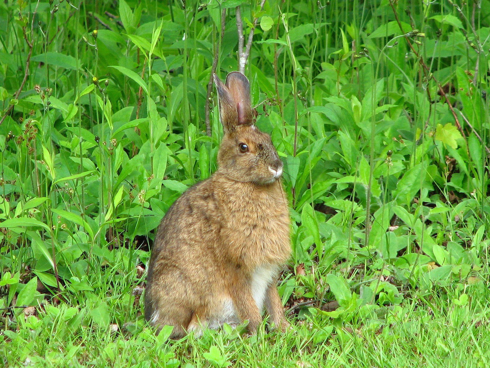 rabbit in green grass