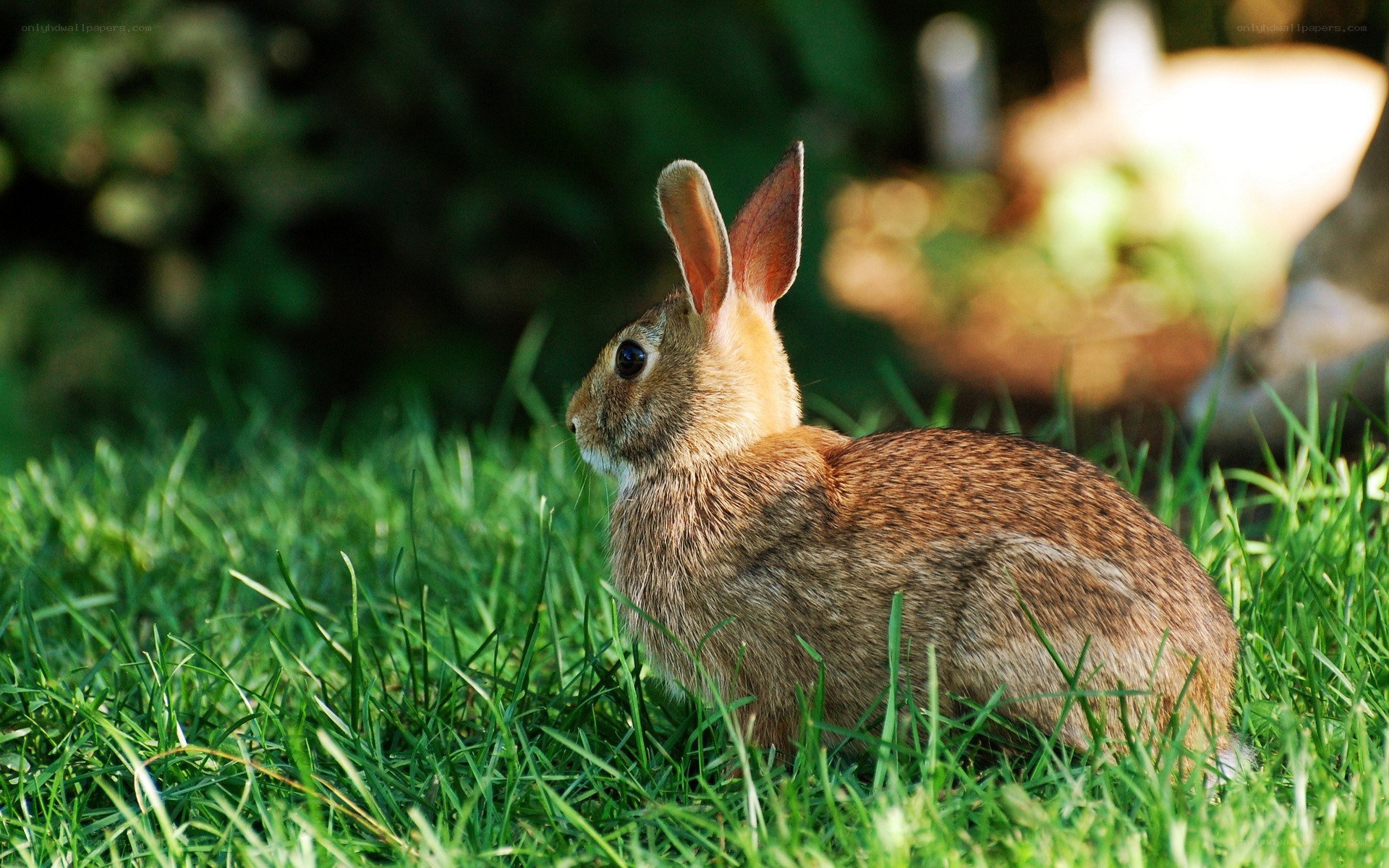 rabbit in green grass