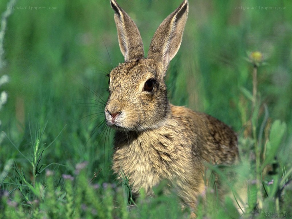 rabbit in green grass