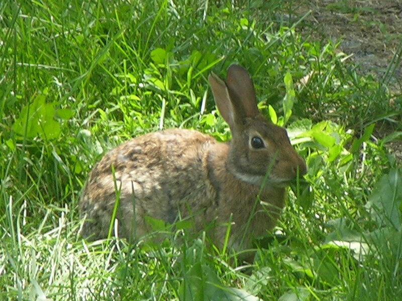 rabbit in green grass