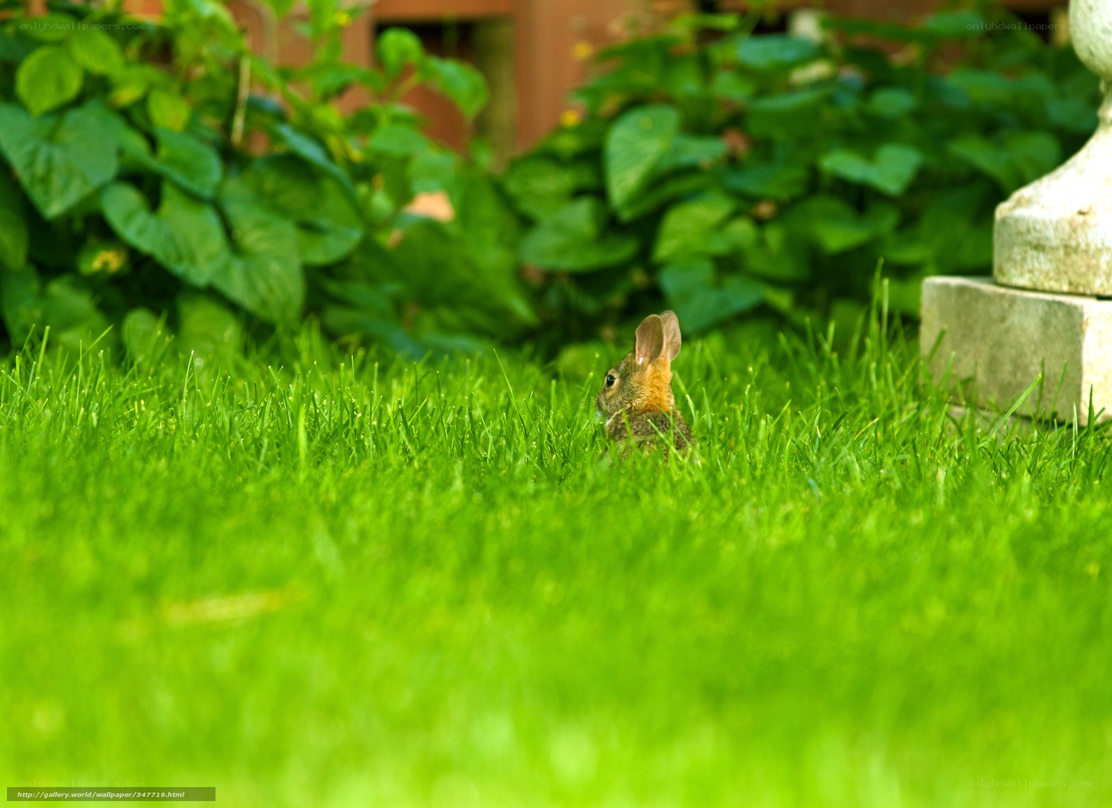 rabbit in green grass