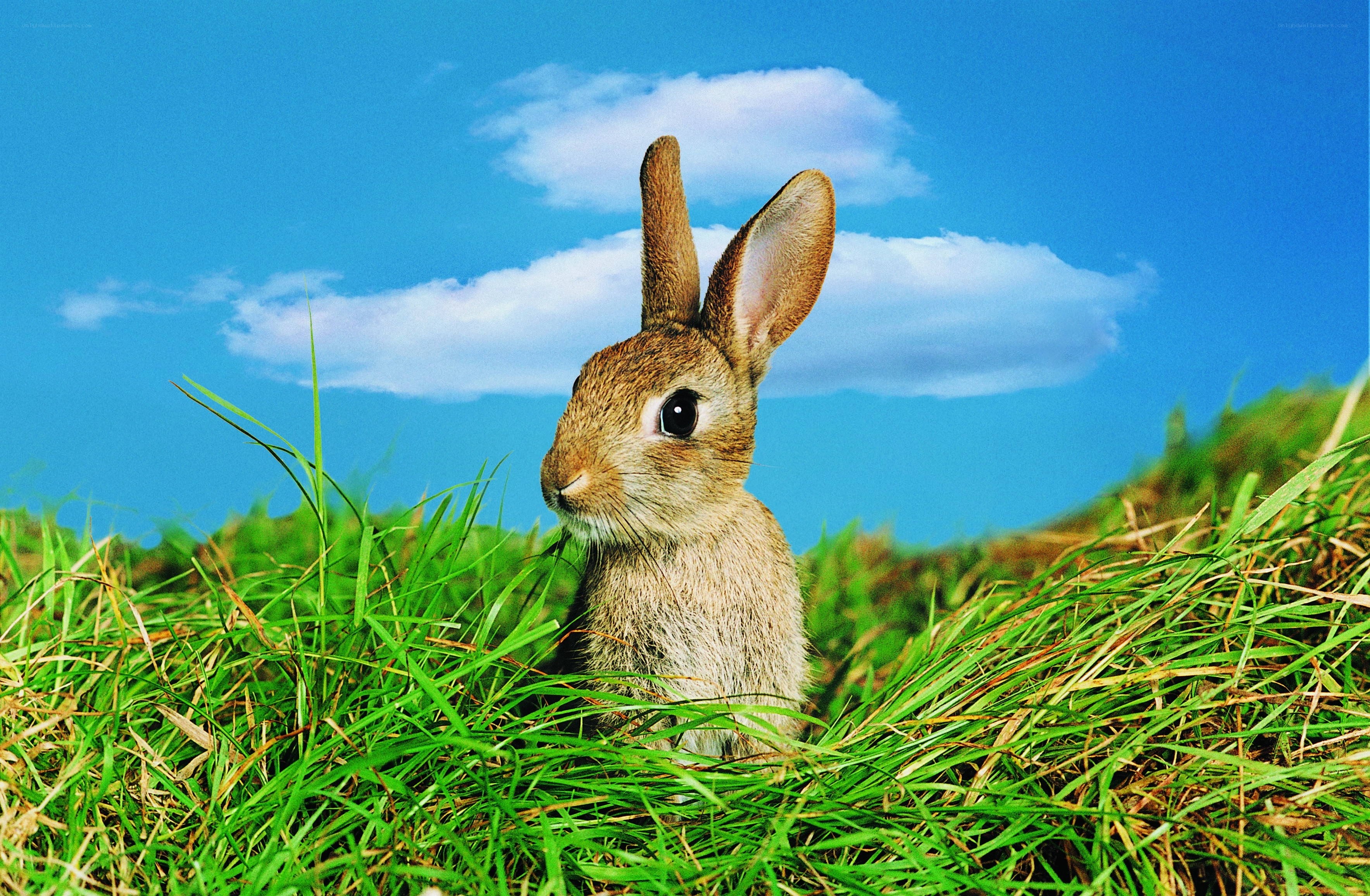 rabbit in green grass