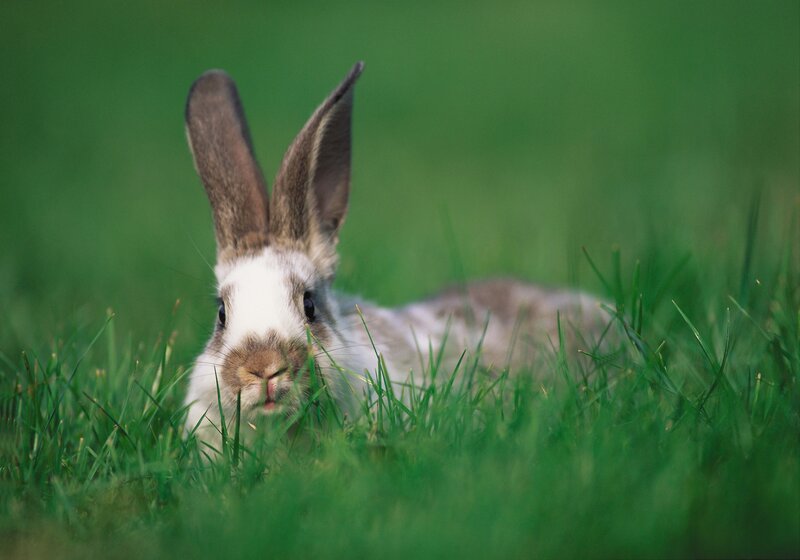 rabbit in green grass