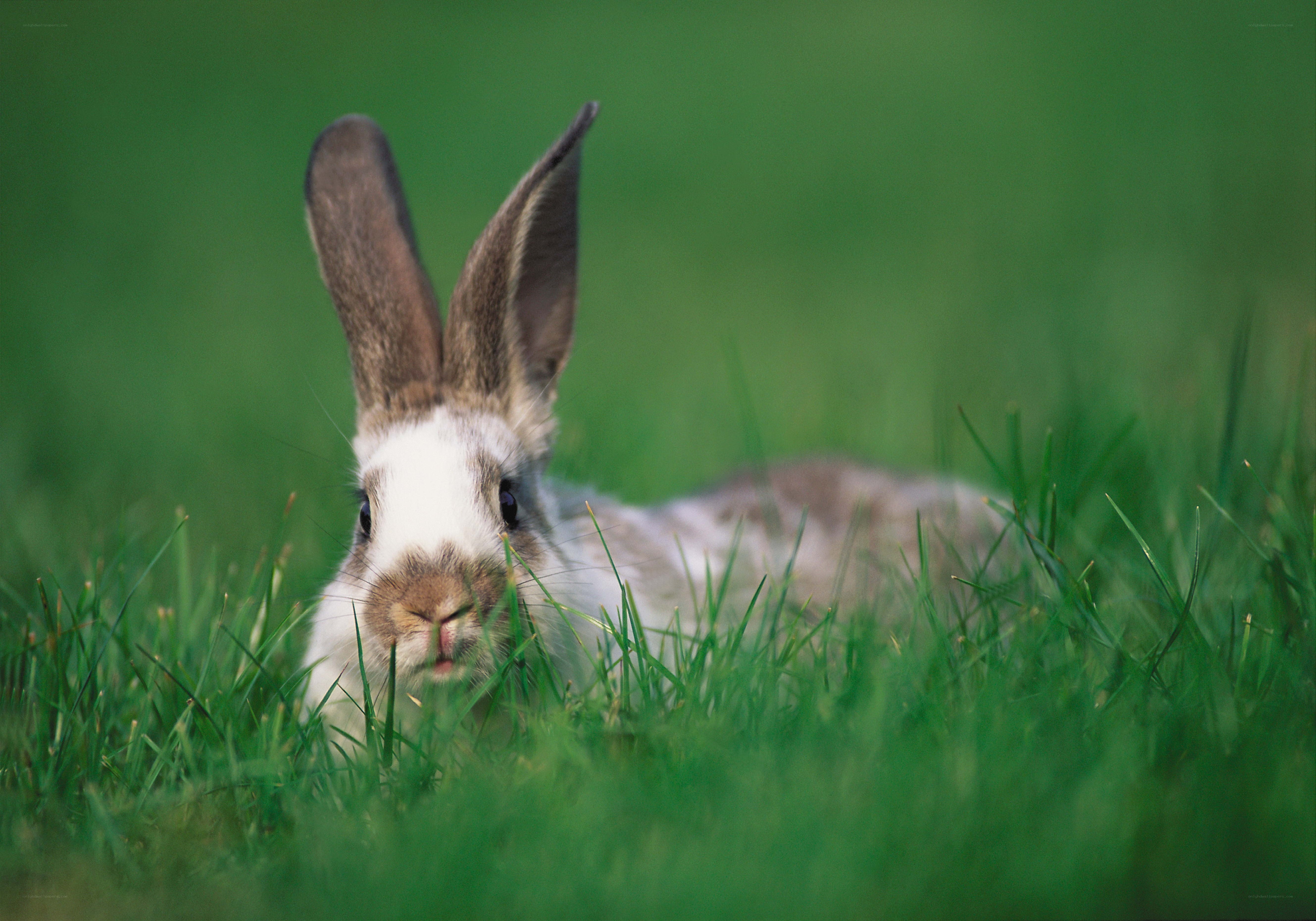 rabbit in green grass