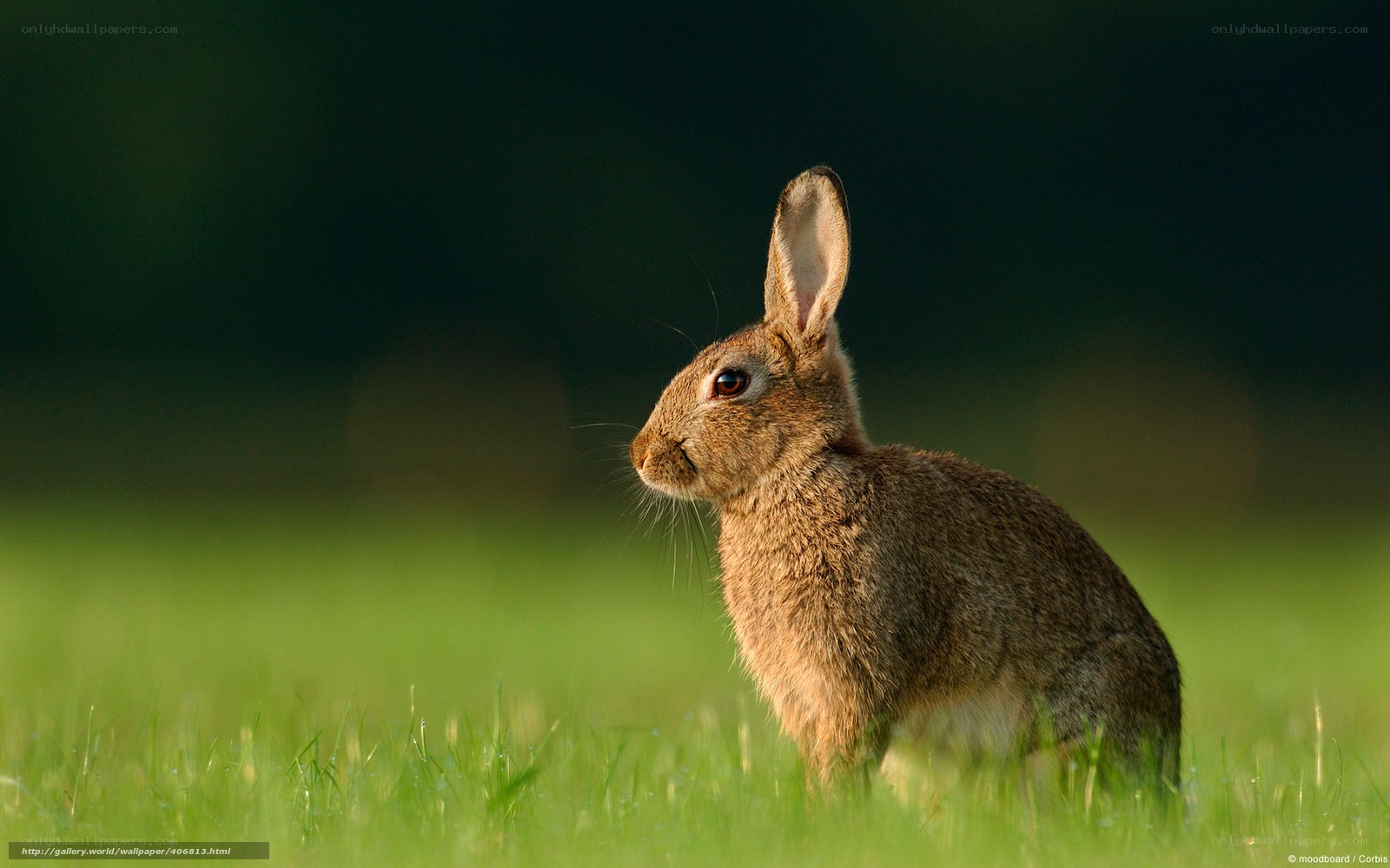 rabbit in green grass