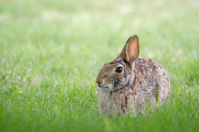 rabbit in green grass