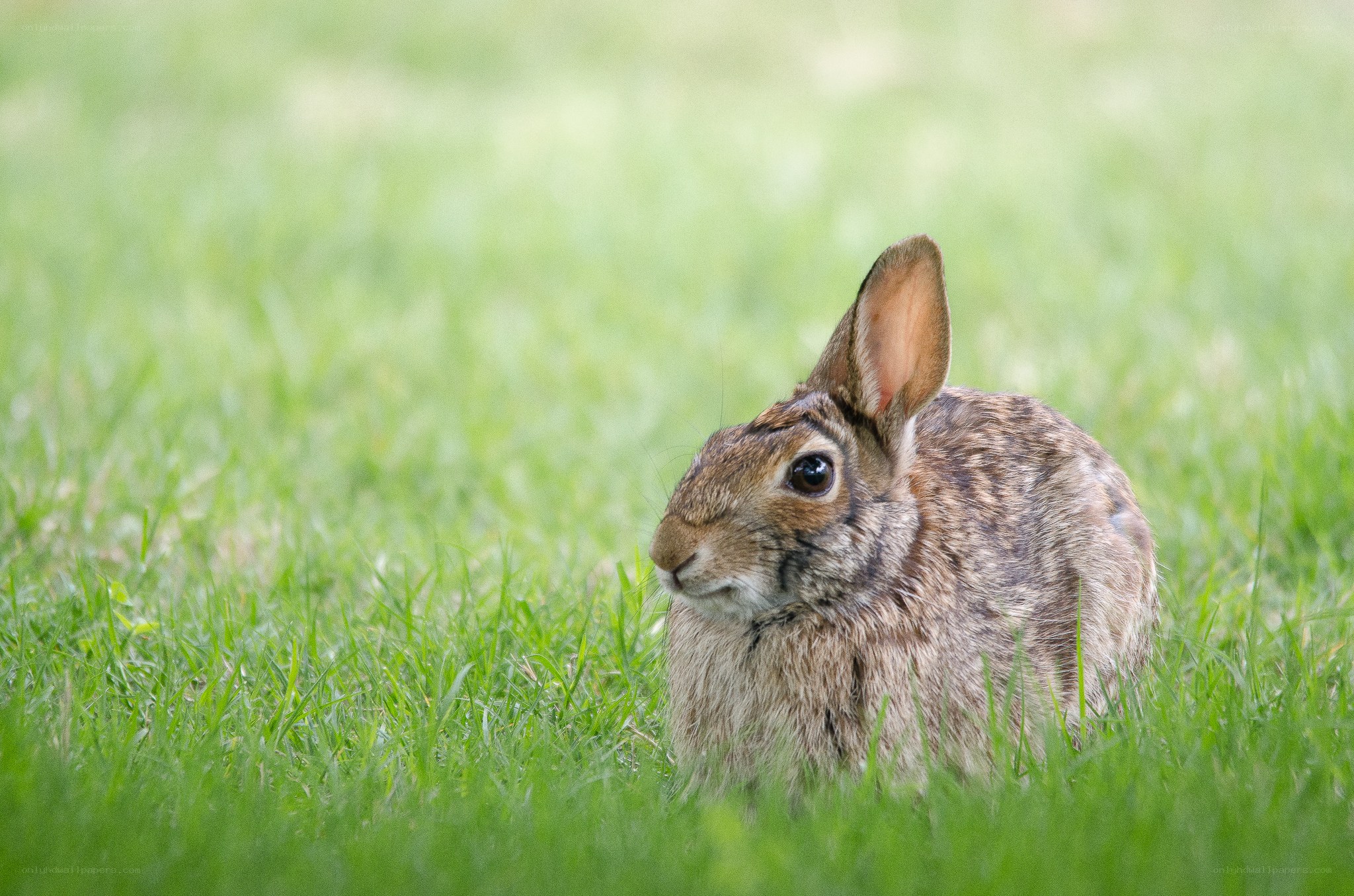 rabbit in green grass