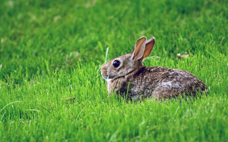 rabbit in green grass