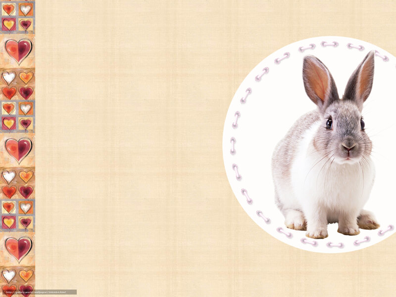 rabbit in heart-themed frame