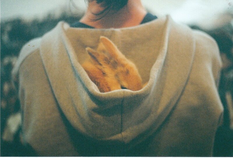 Rabbit in Hoodie