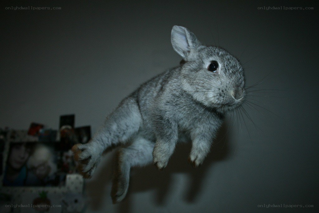 rabbit in mid-air jump