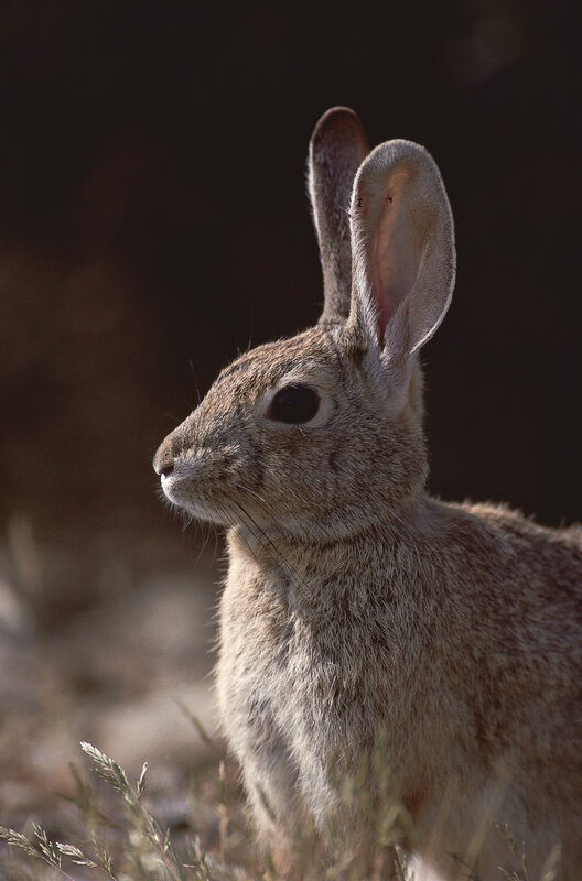 rabbit in natural habitat