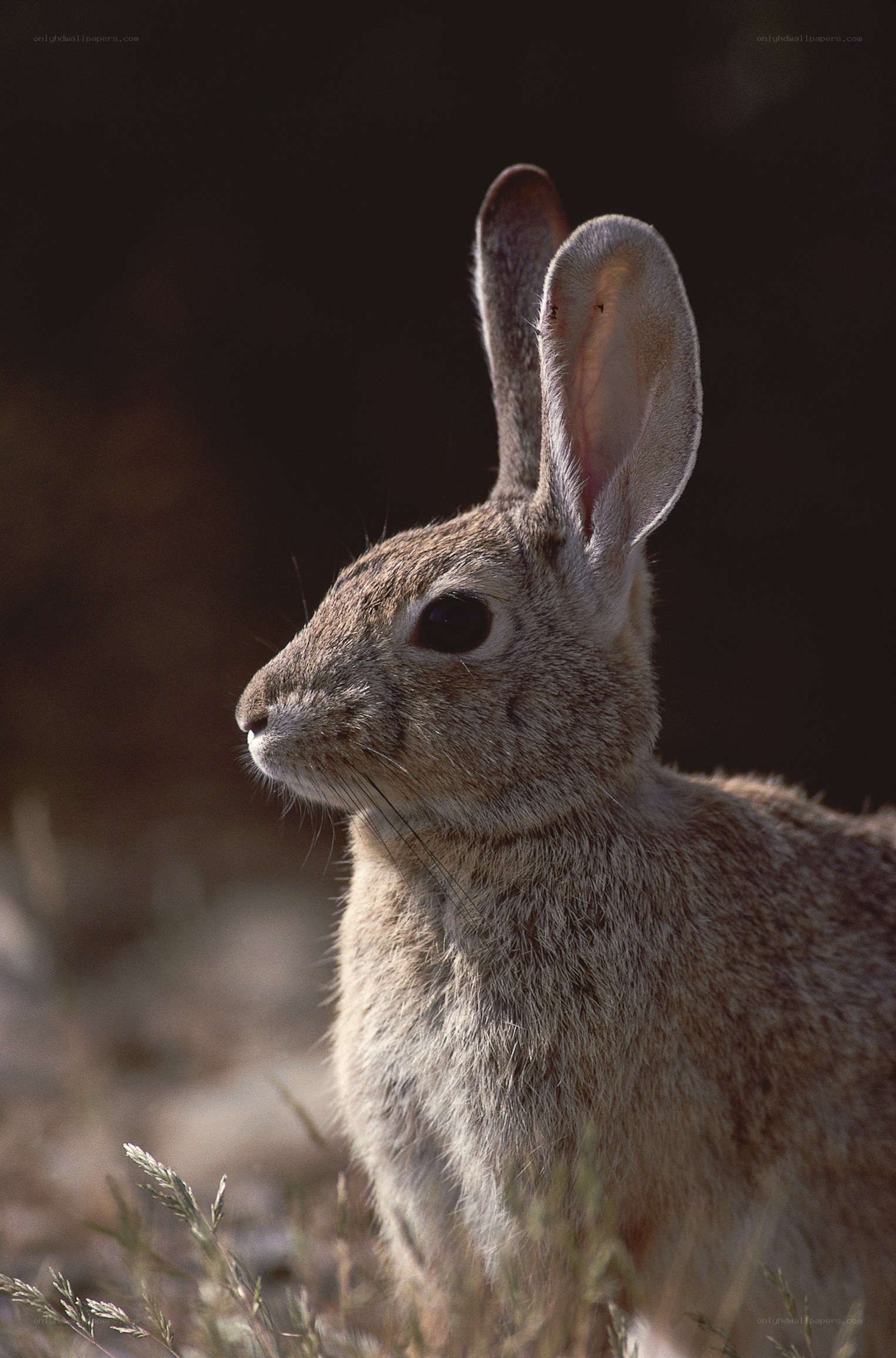 rabbit in natural habitat