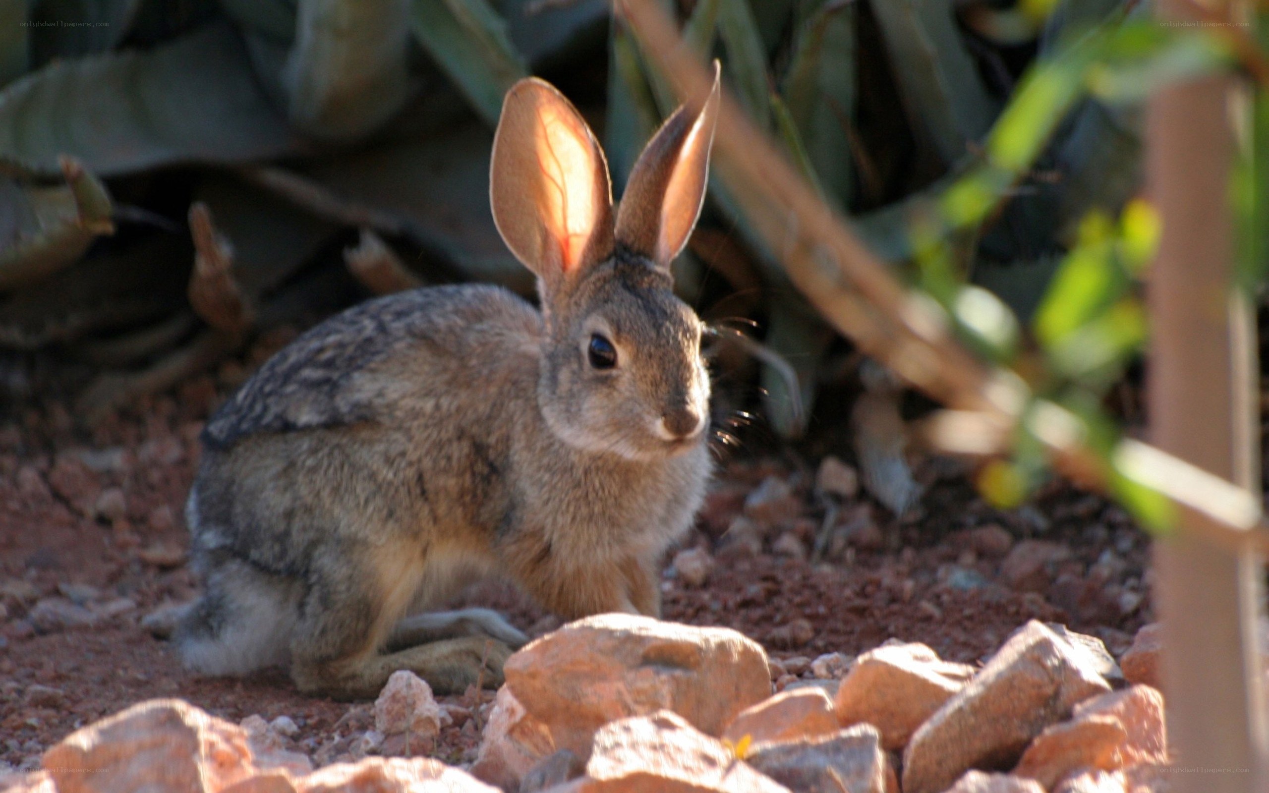 rabbit in rocky garden