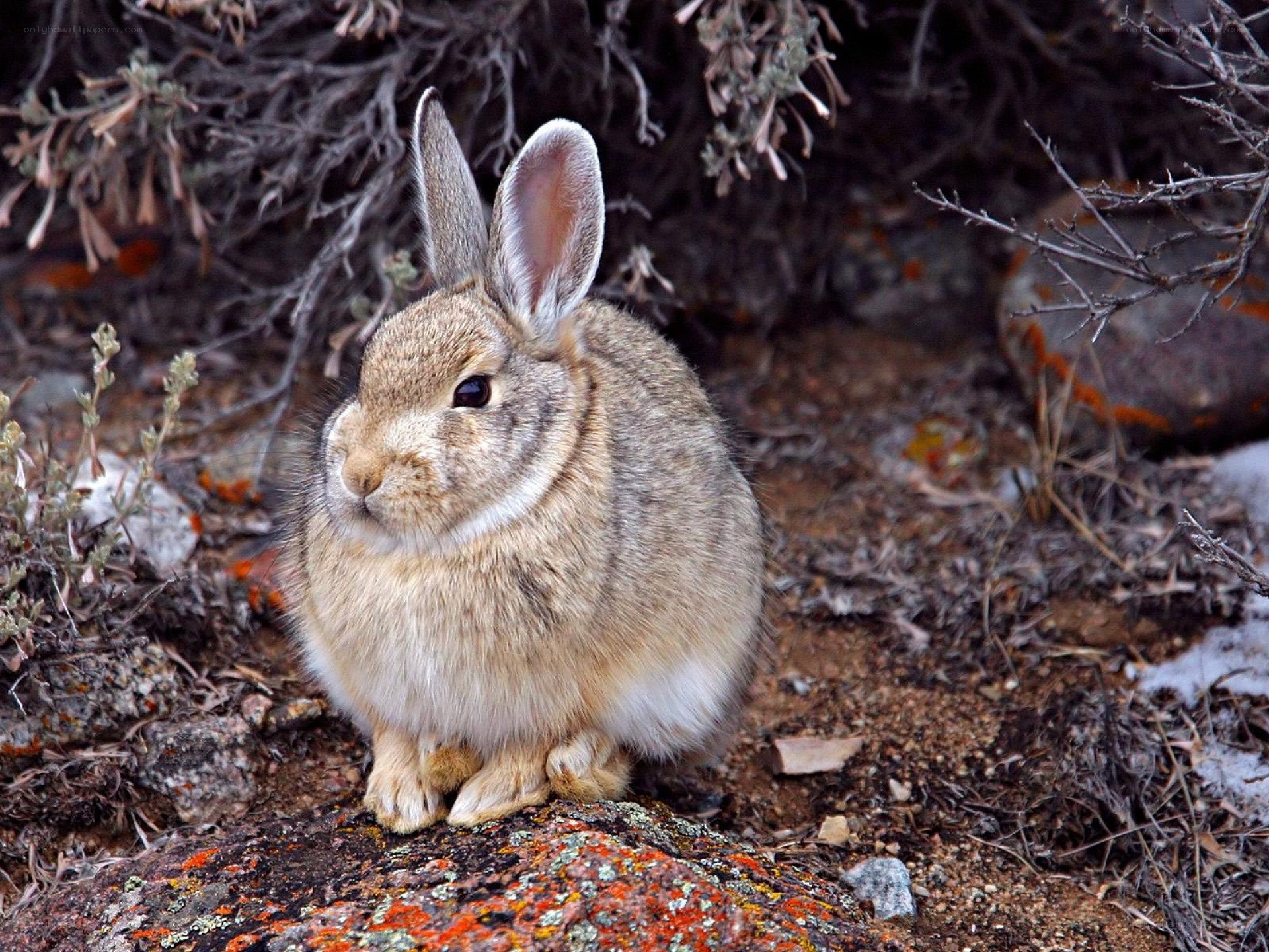 rabbit in rocky terrain