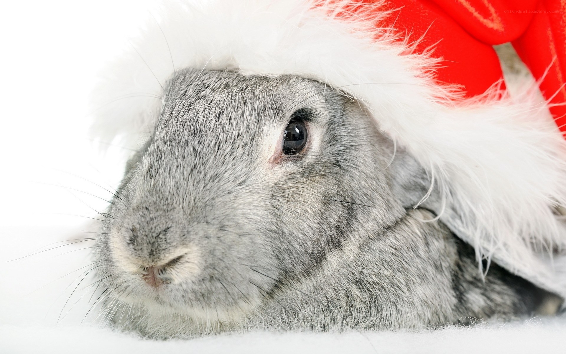 rabbit in santa hat