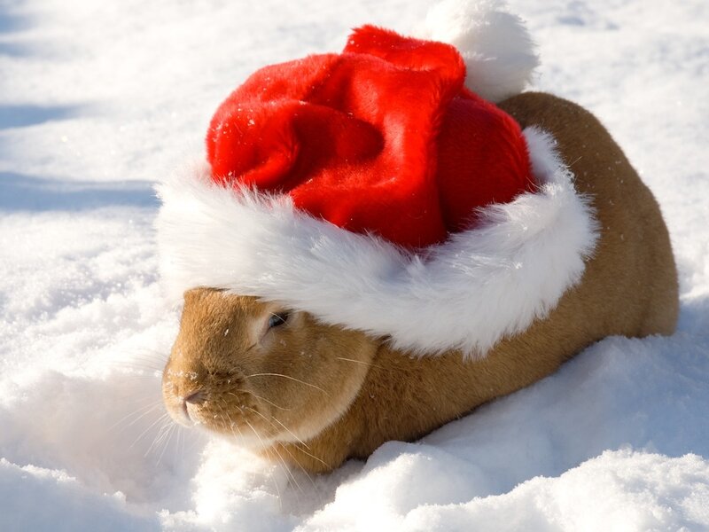 rabbit in santa hat